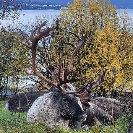 Апартаменты Studio Apartment Close To Tromso *